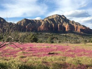 Paradise Found: Your Ultimate Guide to Vacation Rentals in Sedona,Arizona